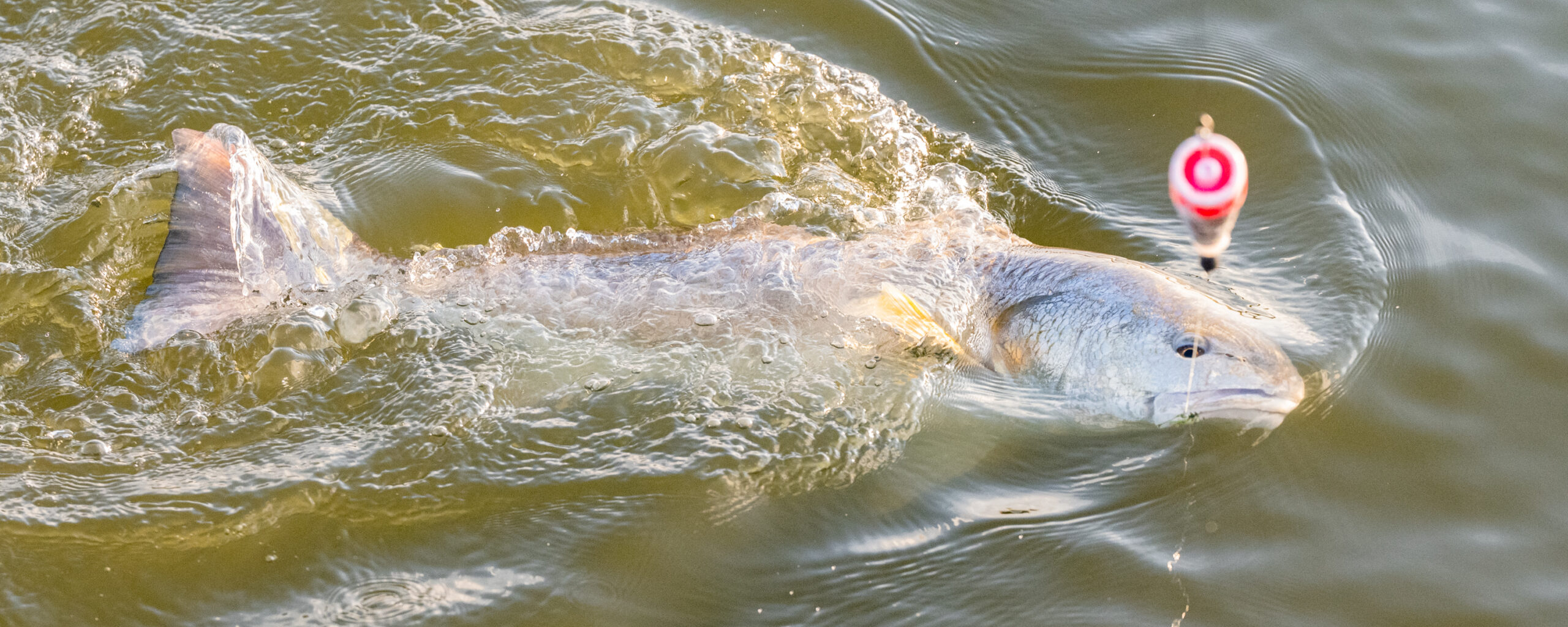 Fish on a line in the water at Matagorda Bay Nature Park.