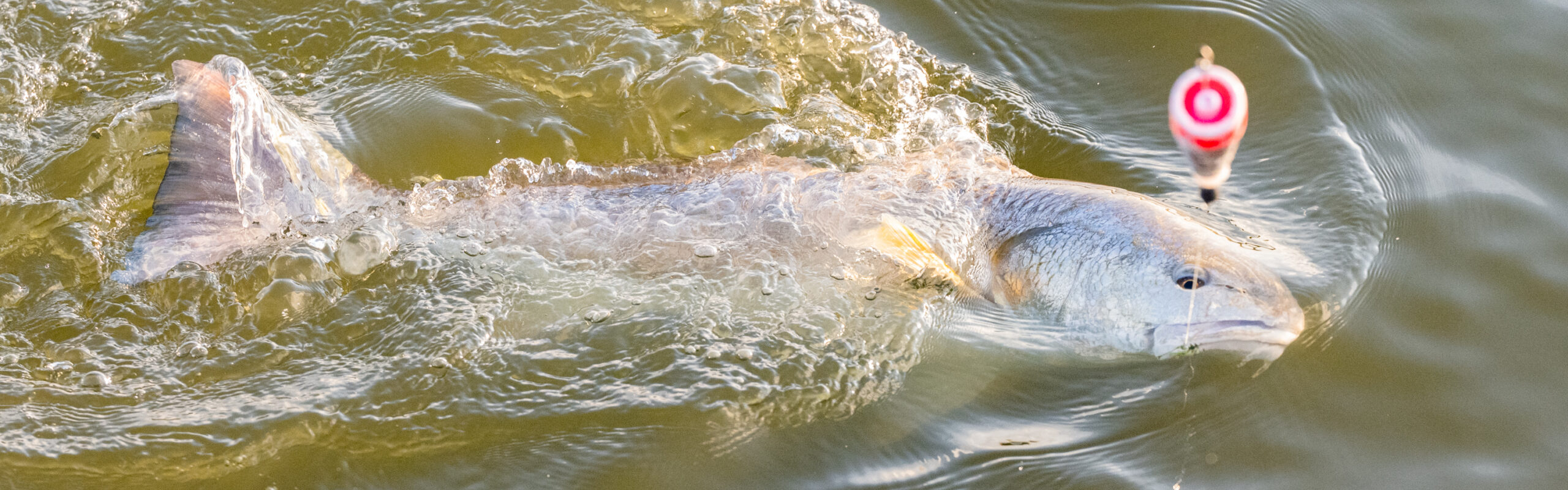 Fish on a line in the water at Matagorda Bay Nature Park.