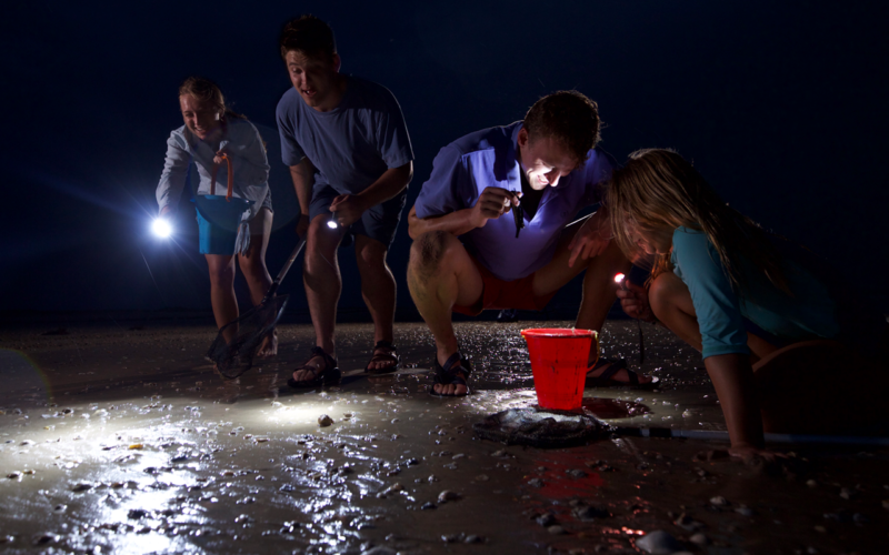Four people, including two children, explore a beach at night using flashlights. They are gathered around a red bucket on the wet sand, looking closely at something illuminated by their lights.