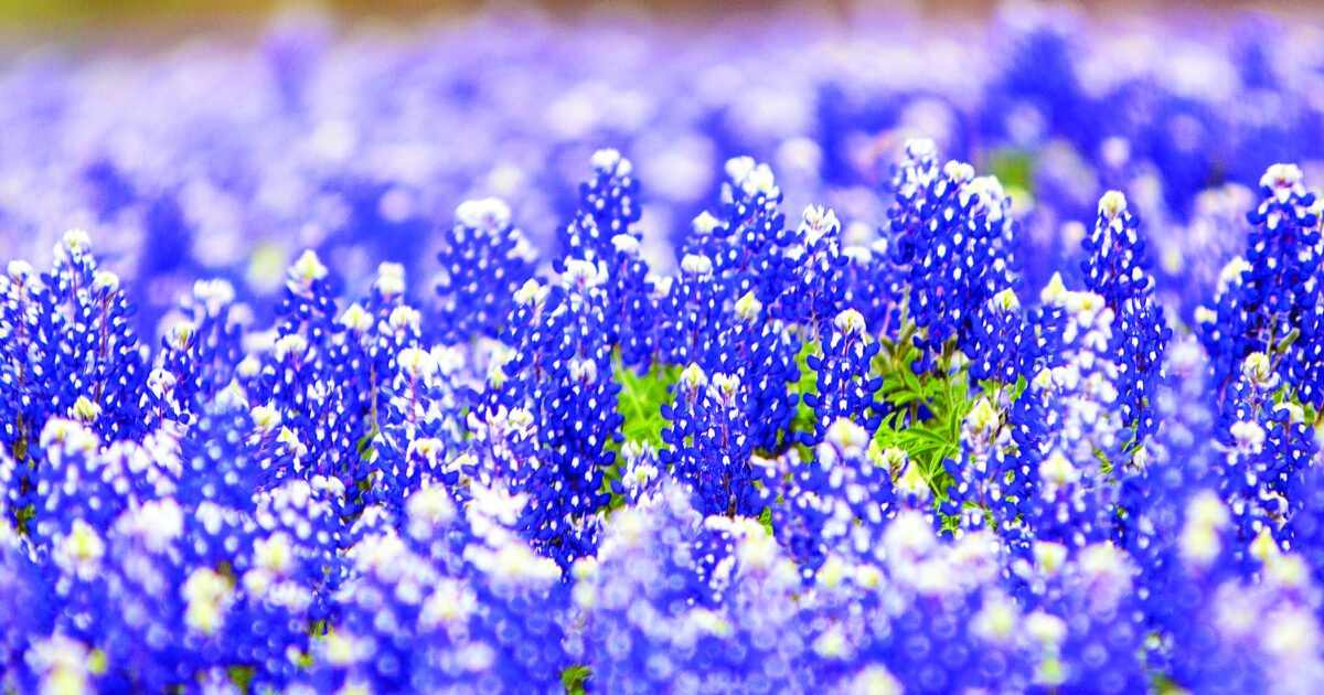 Photo of Bluebonnet Season